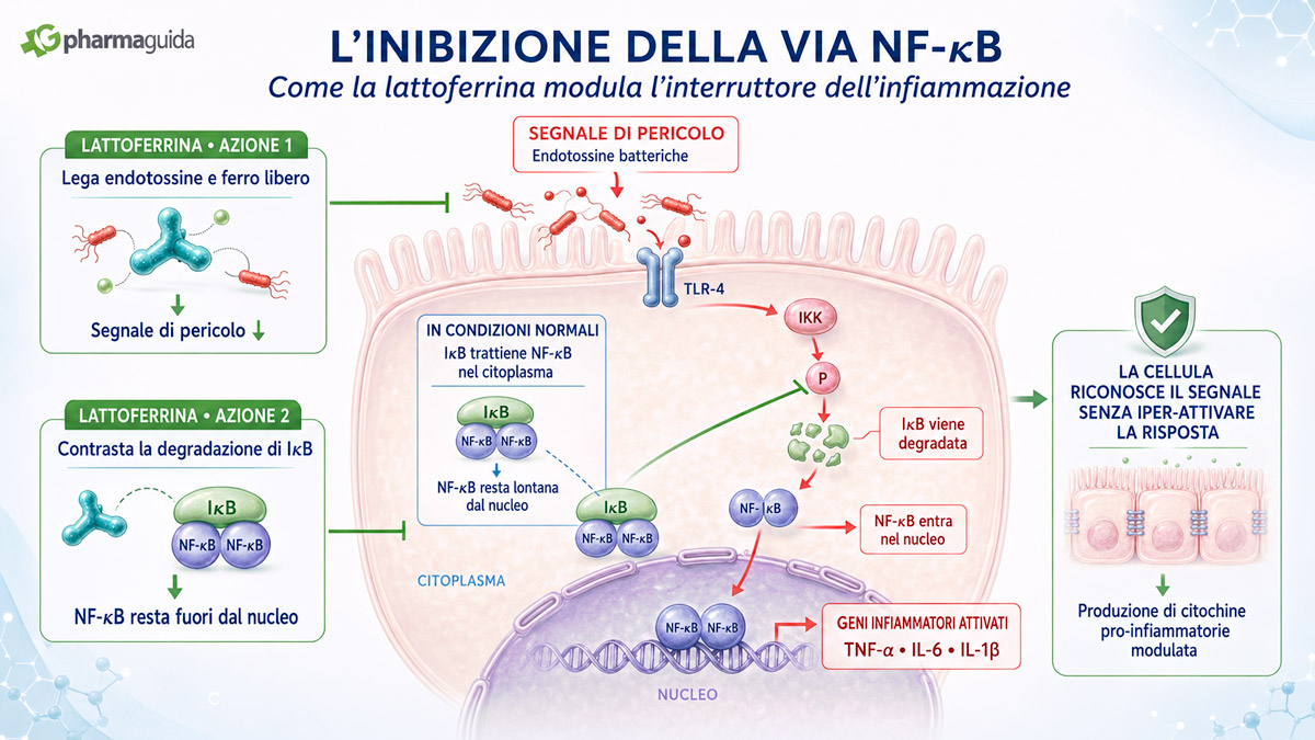 Lattoferrina anti infiammatoria