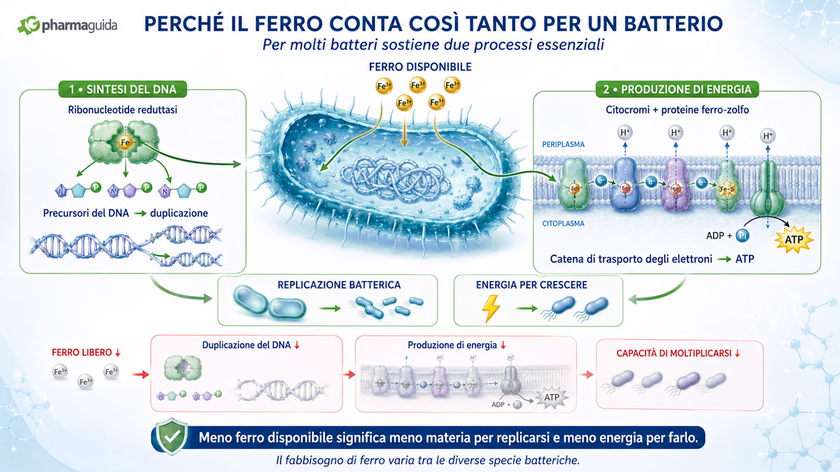 Lattoferrina e ferro