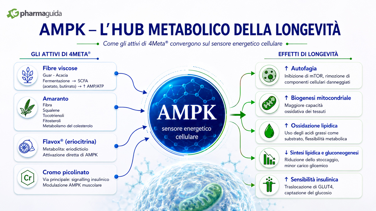 ampk - hub metabolico della longevità